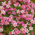 Benefits of Planting Saxifraga Marto Red Flowers in Your Home Garden