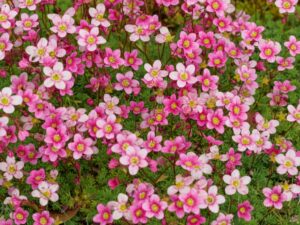 Saxifraga Marto Red
